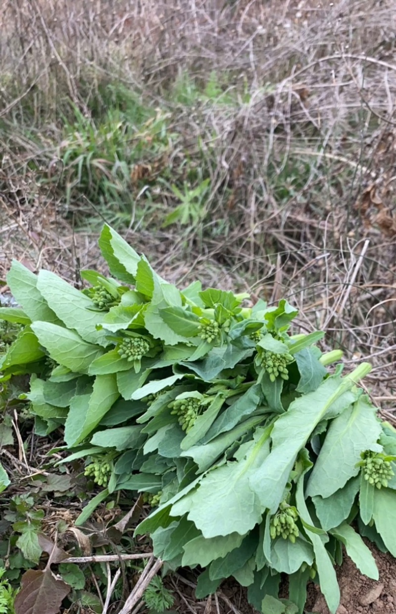 恩施油菜苔