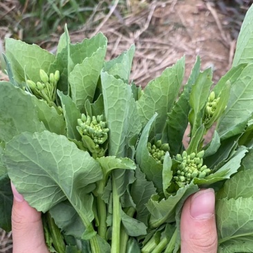 恩施油菜苔