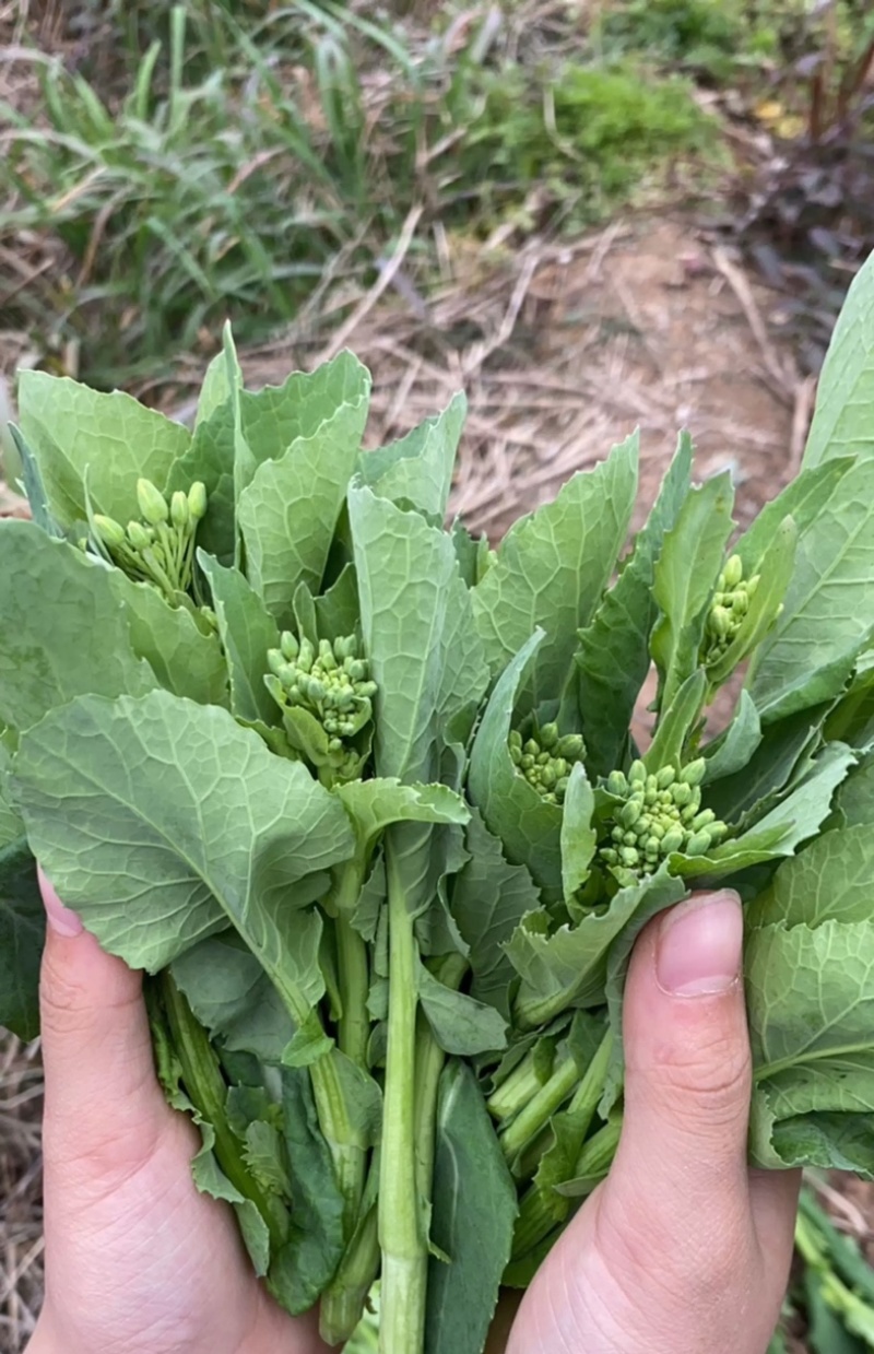 恩施油菜苔
