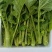 恩施油菜苔