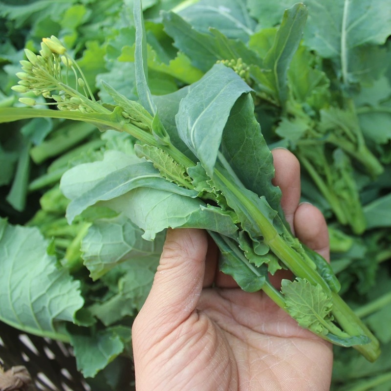 恩施油菜苔