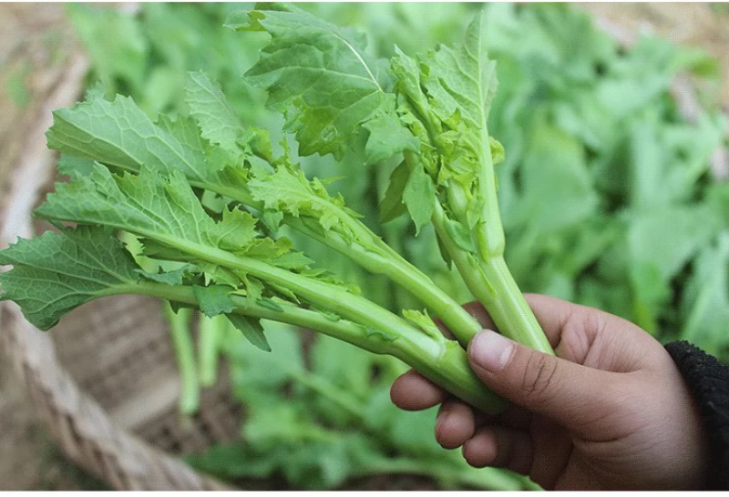 恩施油菜苔