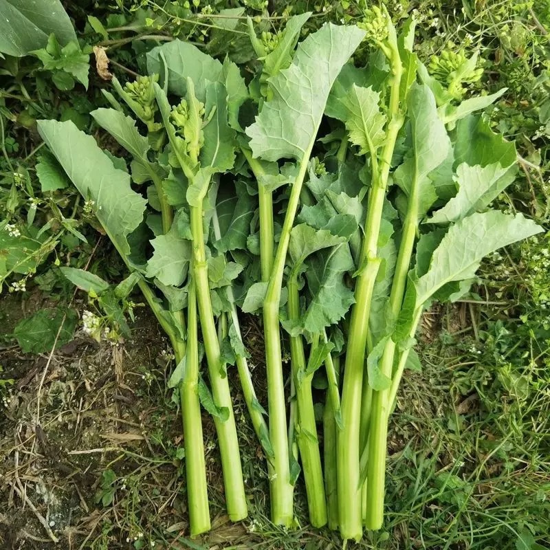 恩施油菜苔