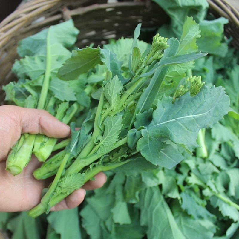 恩施油菜苔