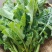 恩施油菜苔