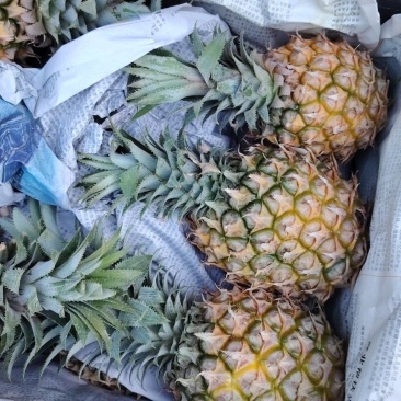 菠萝