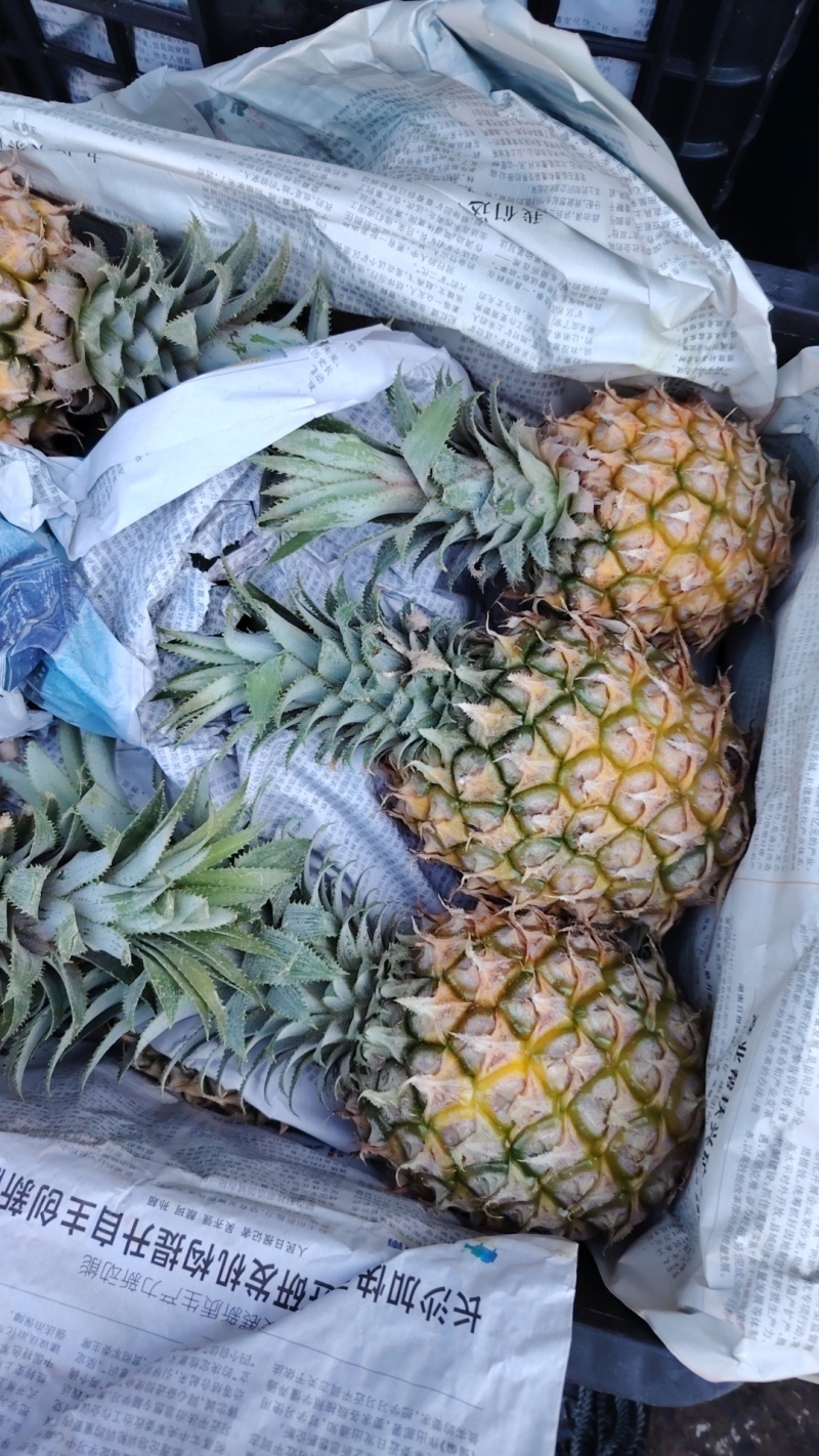 菠萝