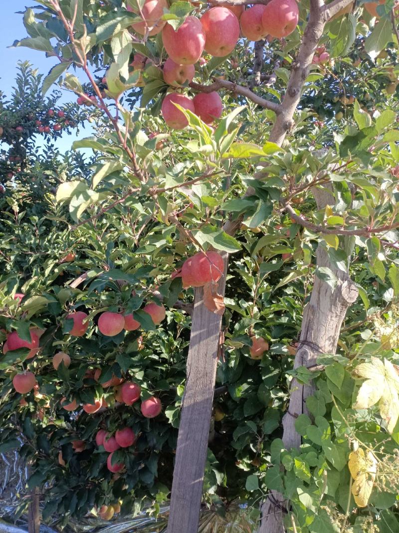 山西丹香苹果