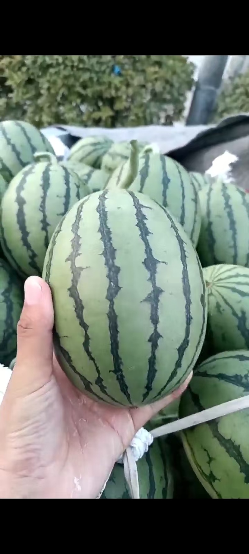 小糖丸西瓜，手撕瓜，皮薄，糖份高，耐运输，产地一手货源