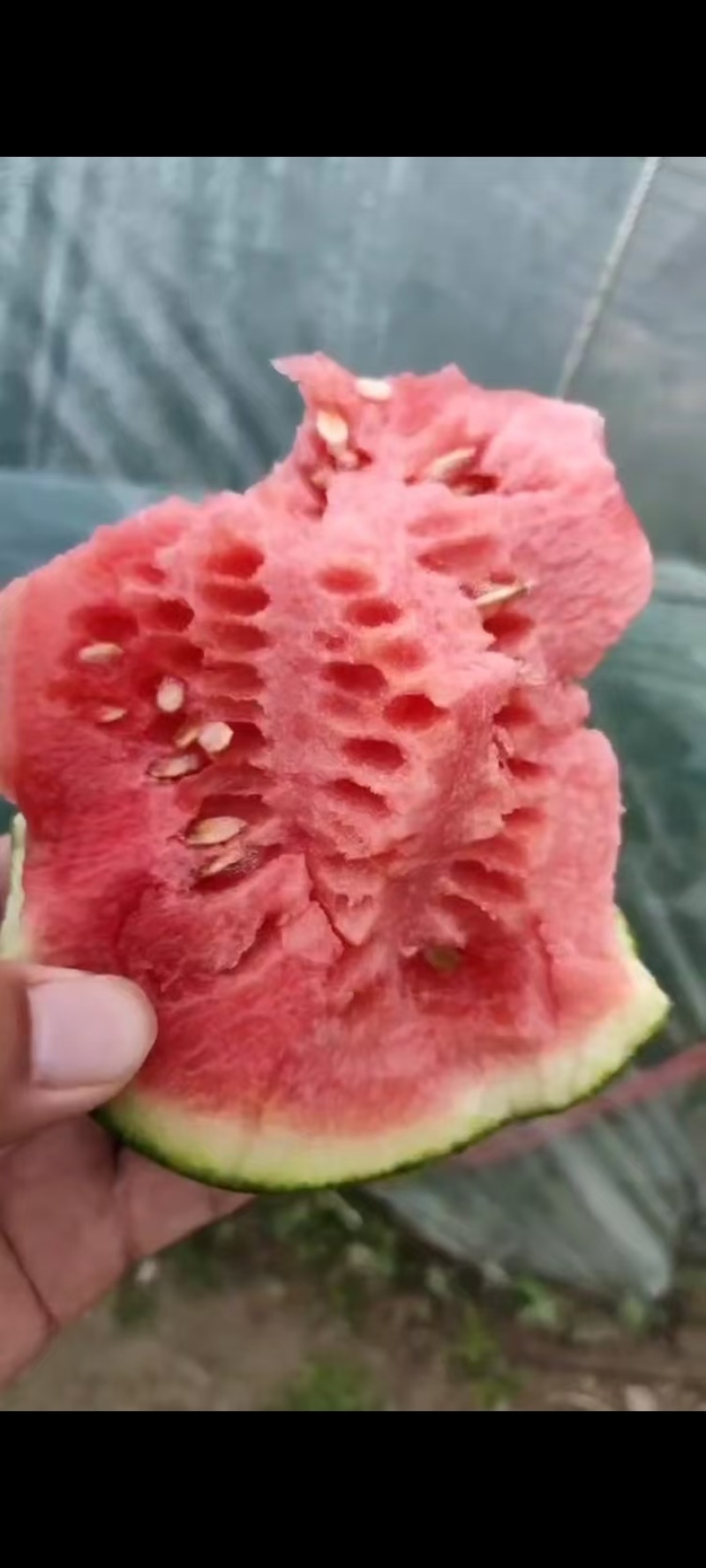 全美2K西瓜，手撕瓜，糖份高，个个保熟，货源充足