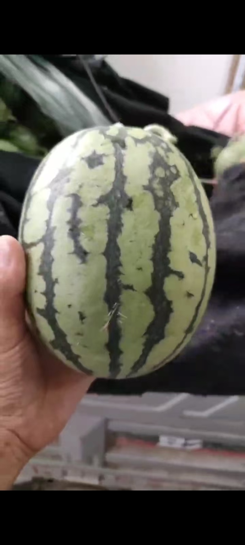 全美2K西瓜，手撕瓜，糖份高，个个保熟，货源充足