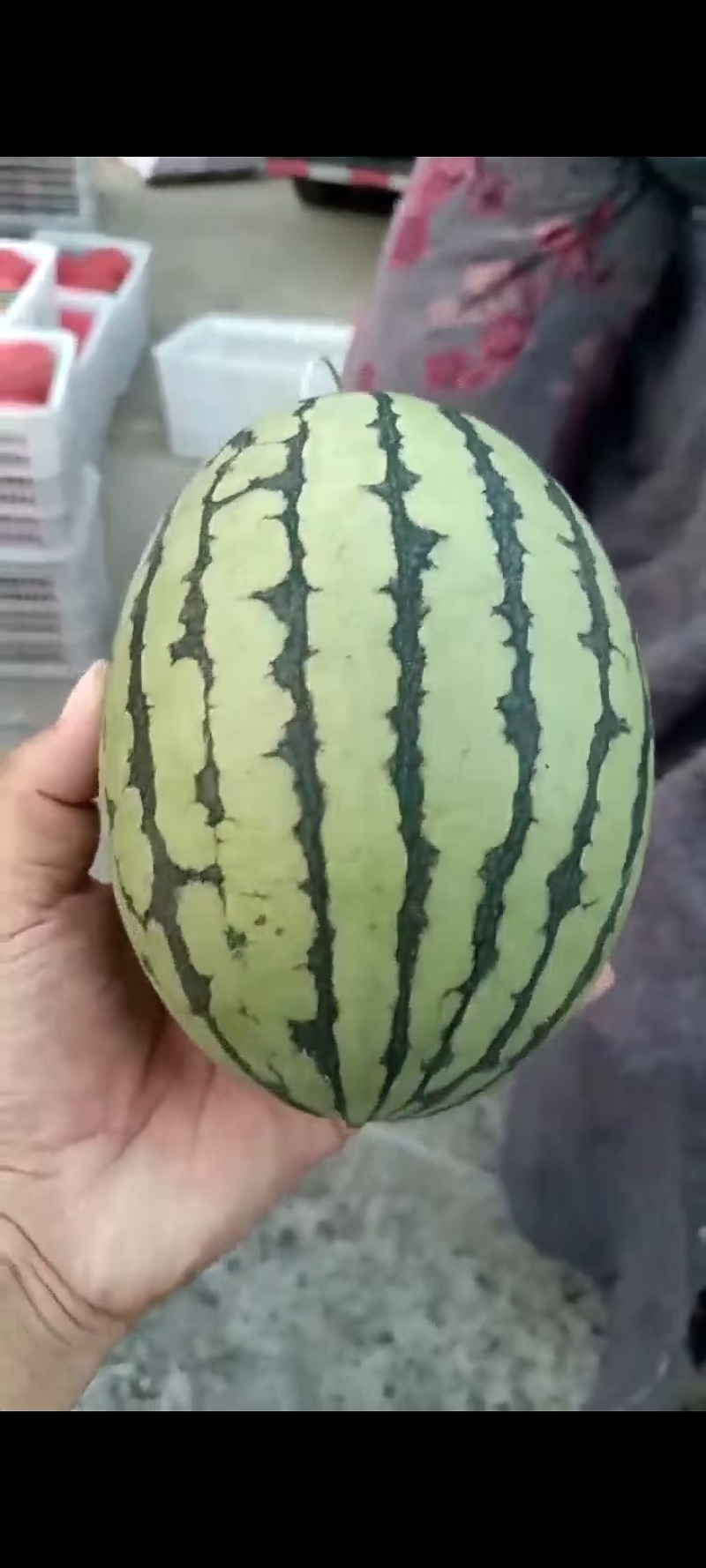 全美2K西瓜，手撕瓜，糖份高，个个保熟，货源充足