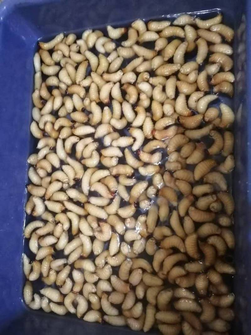 四川竹笋笋子椰子虫！高蛋白肉虫