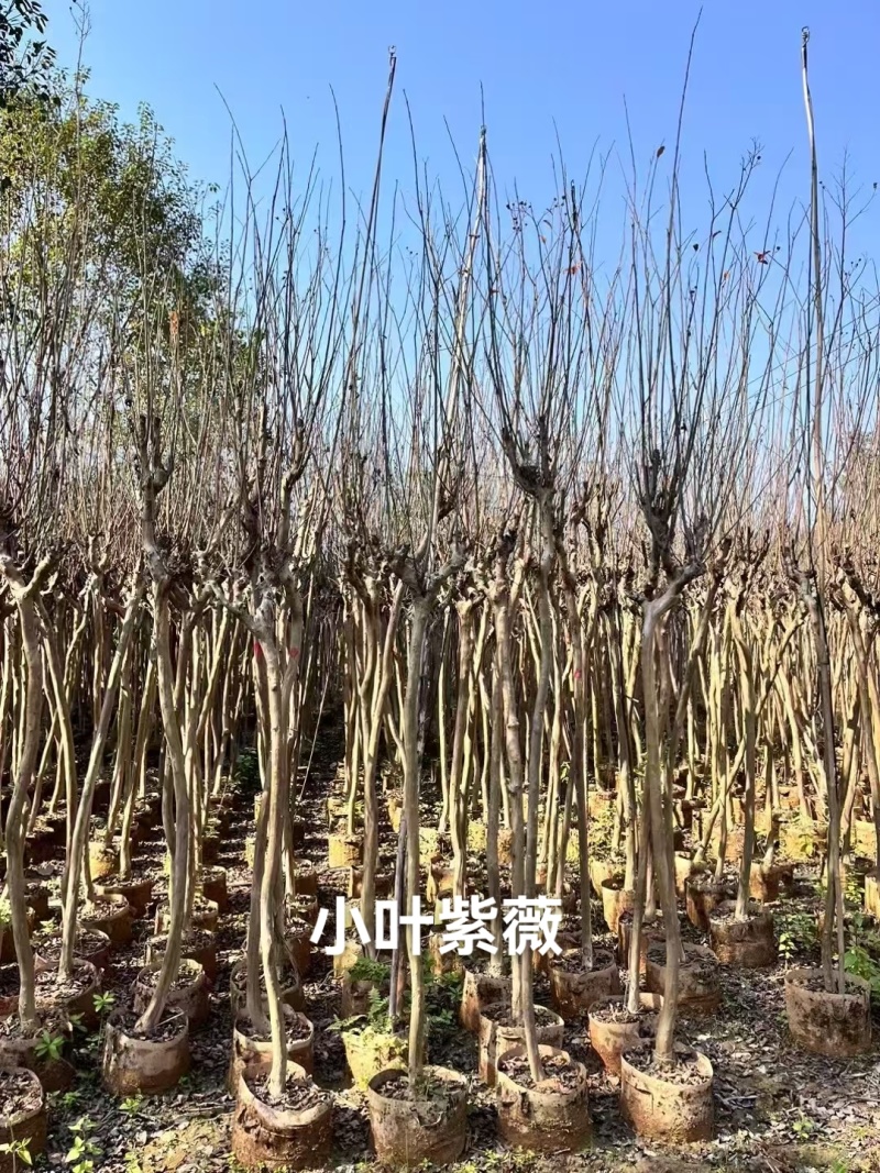 小叶紫薇