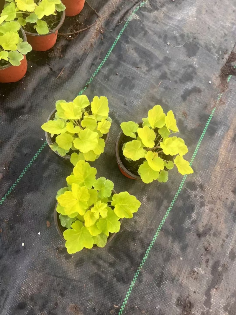 矾根