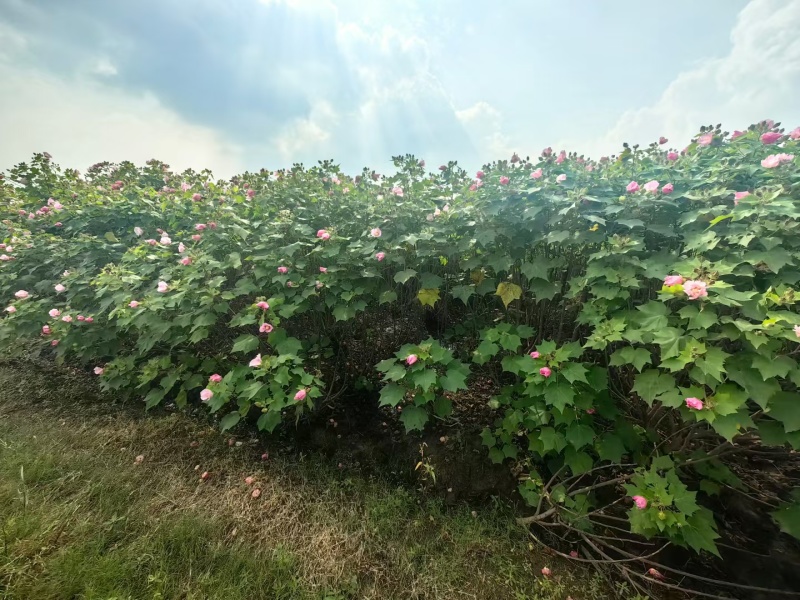 木芙蓉