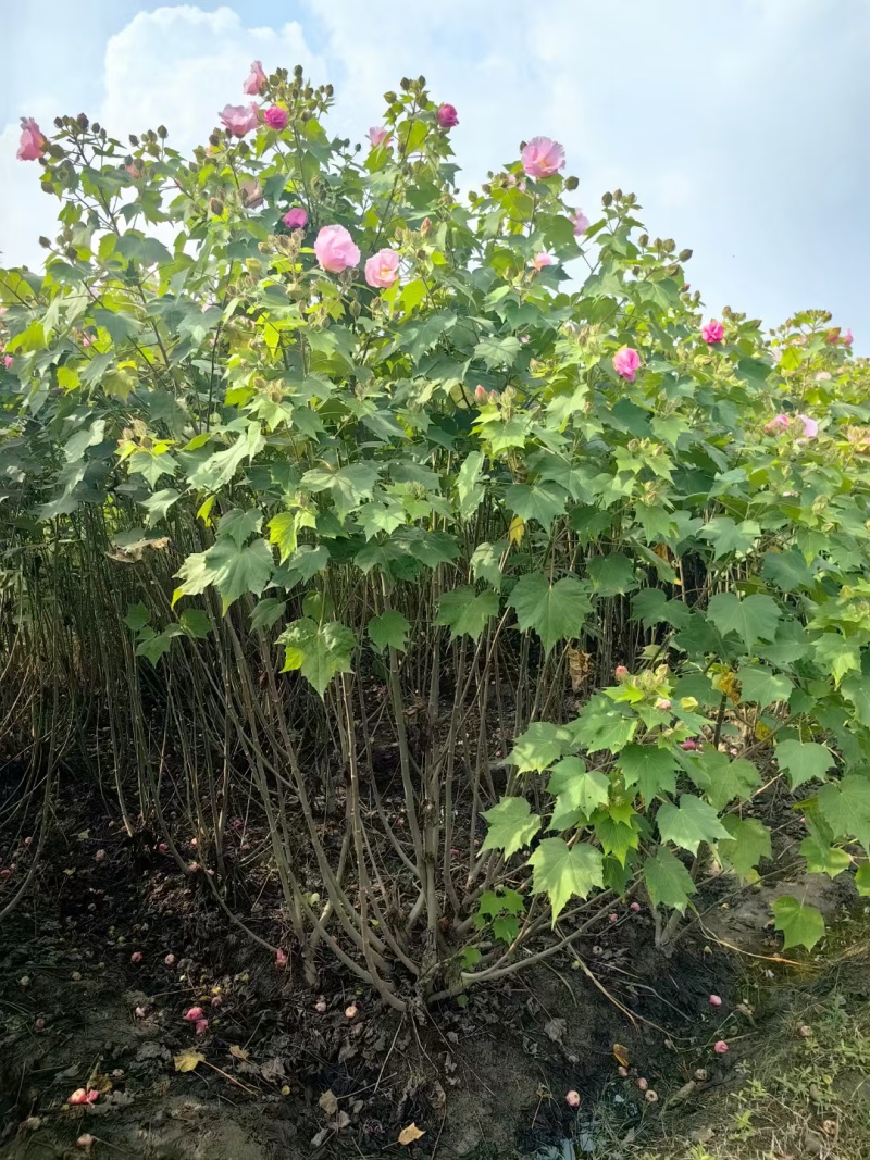 木芙蓉