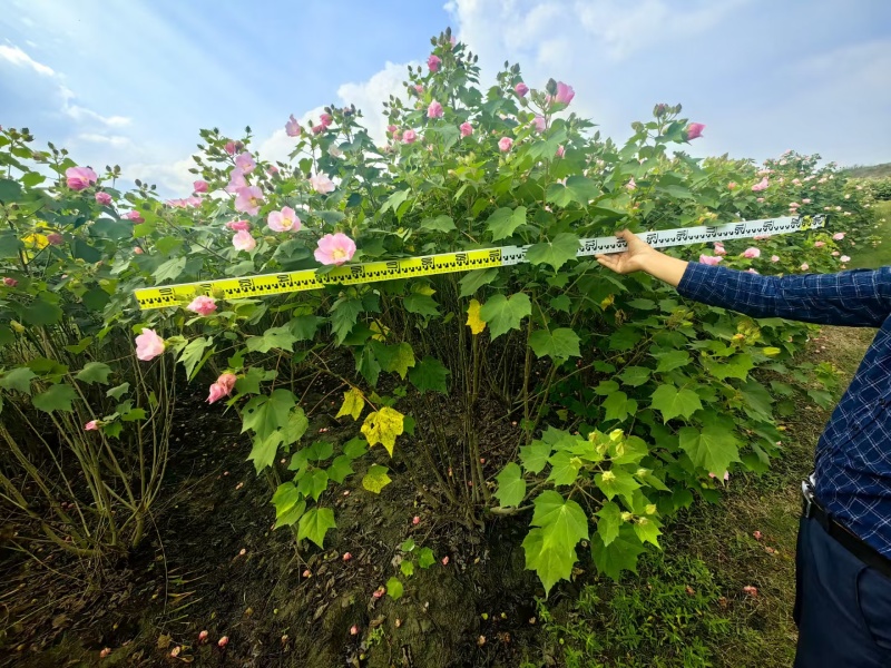 木芙蓉