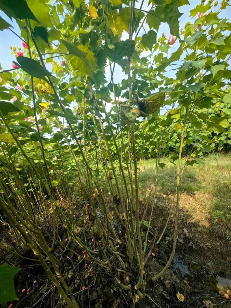 木芙蓉