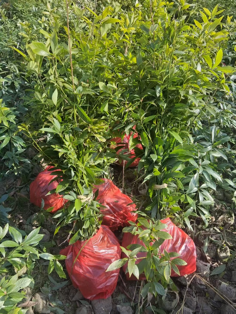 双6，起苗中，有需要的联系