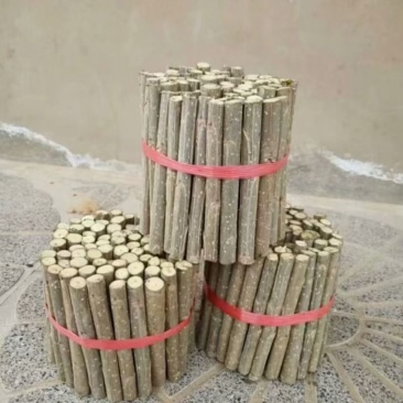 优质107种条，扦插段，基地直销，保证质量