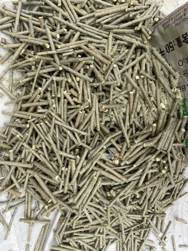 优质107种条，扦插段，基地直销，保证质量