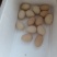 怀特鸡种蛋来了。纯散松粮食喂养