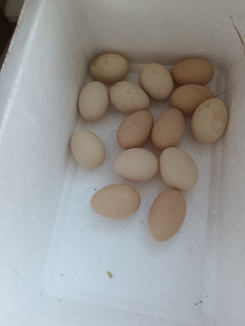 怀特鸡种蛋来了。纯散松粮食喂养