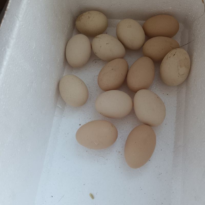怀特鸡种蛋来了。纯散松粮食喂养