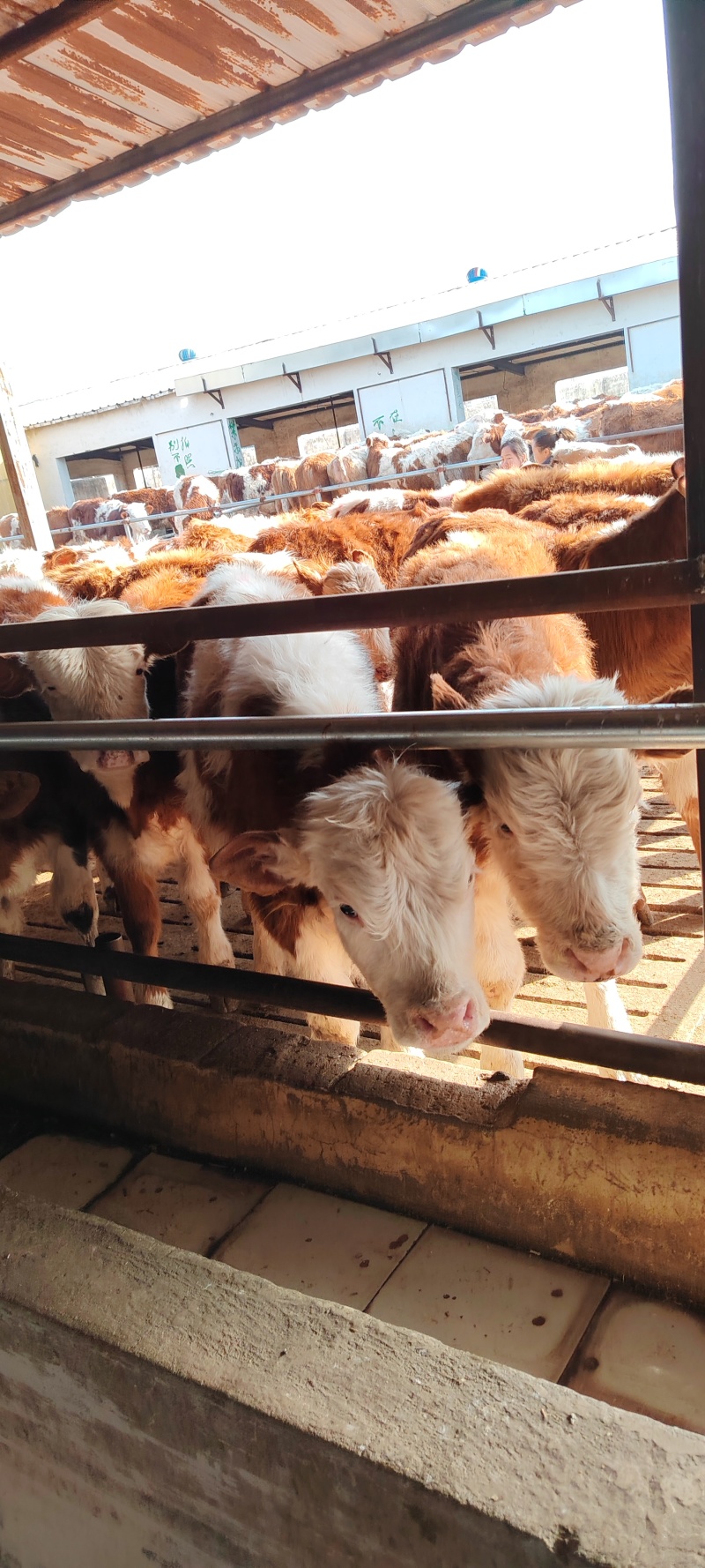 肉牛活体西门塔尔牛多少钱一只