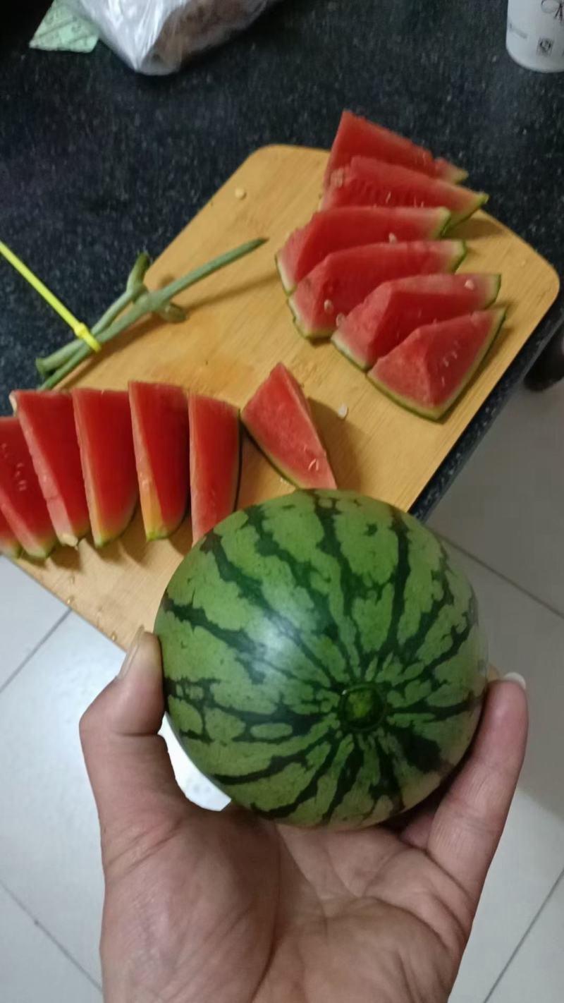 礼品小西瓜有需要的老板和我联系