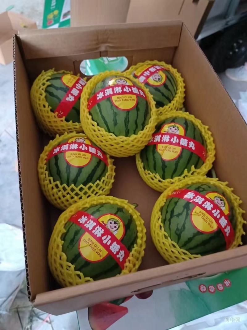 礼品小西瓜有需要的老板和我联系