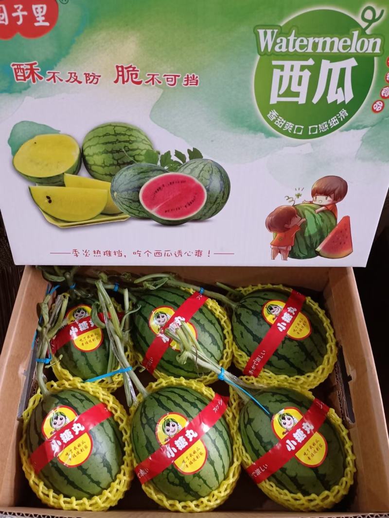 礼品小西瓜有需要的老板和我联系