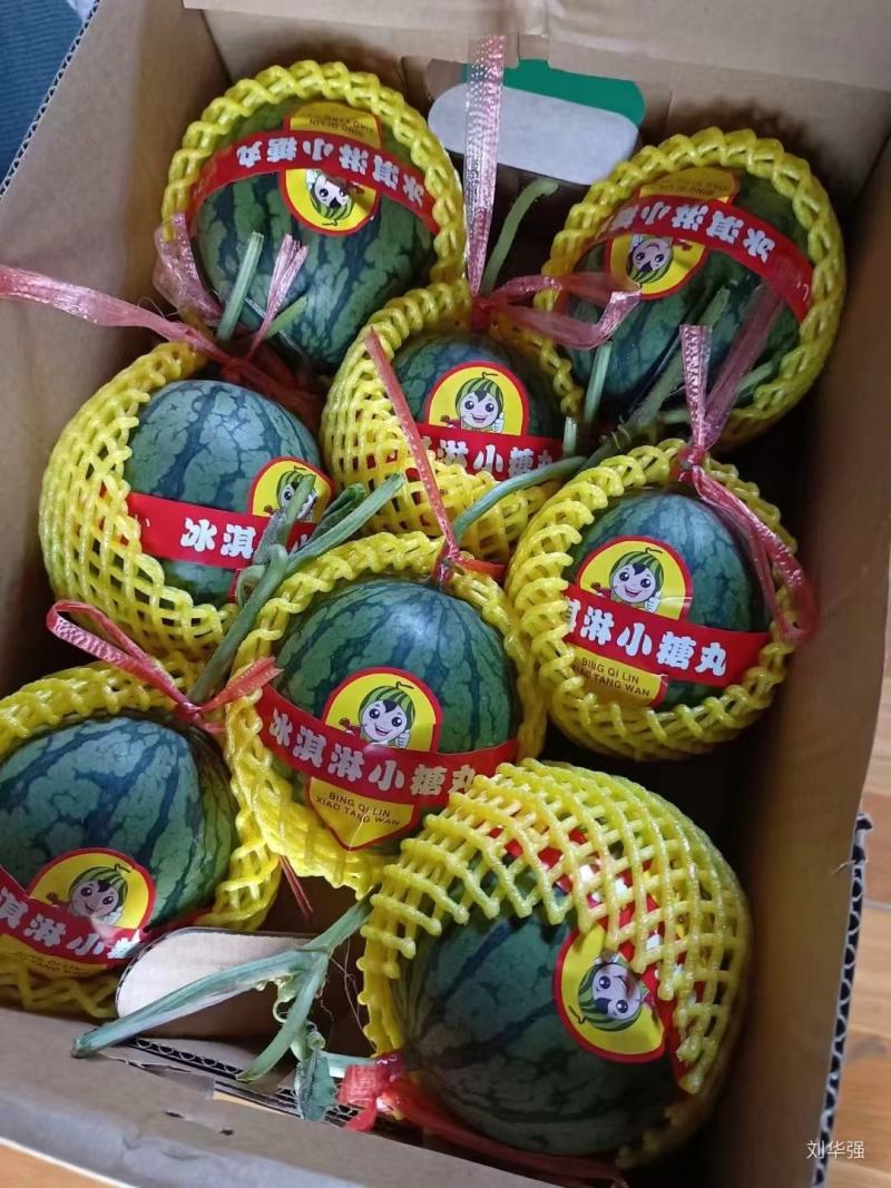 礼品小西瓜有需要的老板和我联系