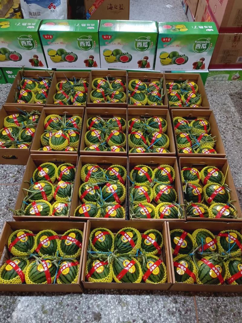 礼品小西瓜有需要的老板和我联系