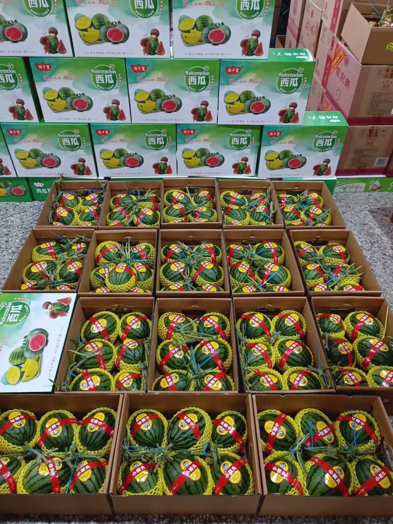 礼品小西瓜有需要的老板和我联系