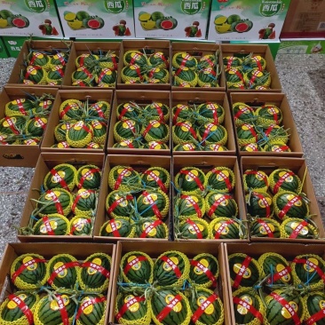 礼品小西瓜有需要的老板和我联系