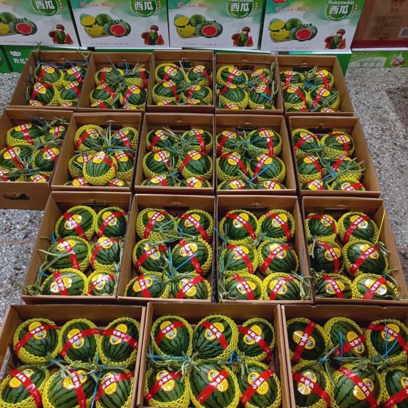 礼品小西瓜有需要的老板和我联系