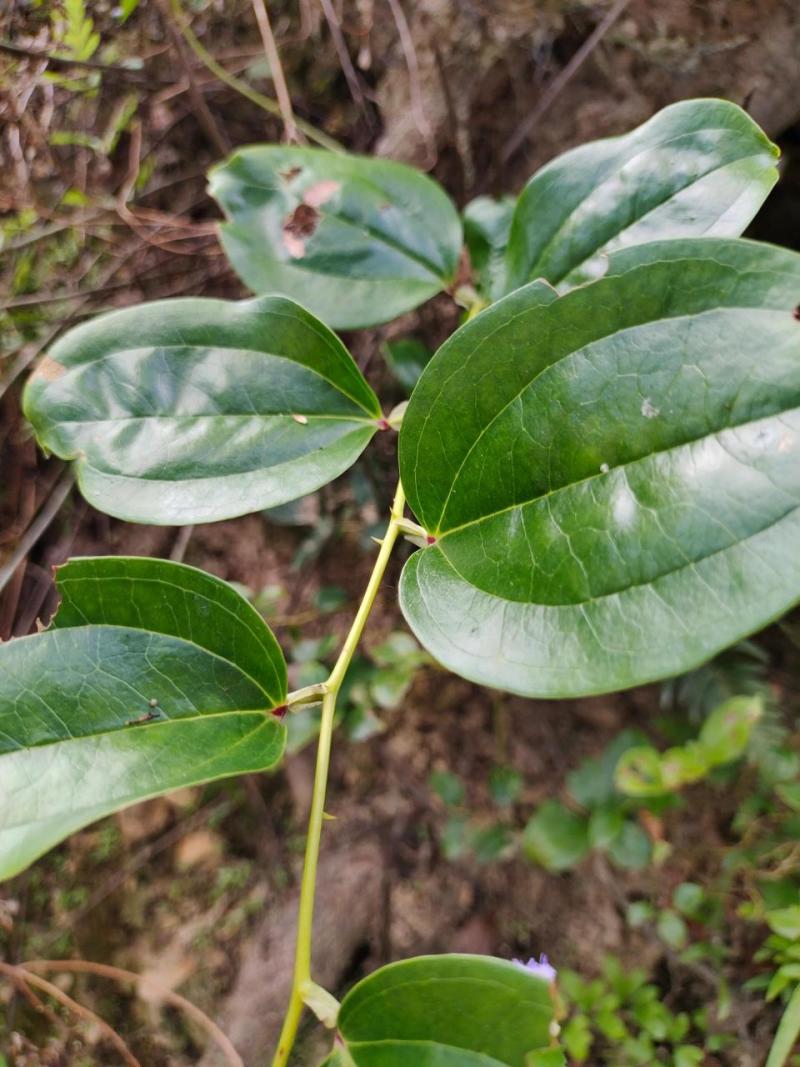 金刚藤根大量供应