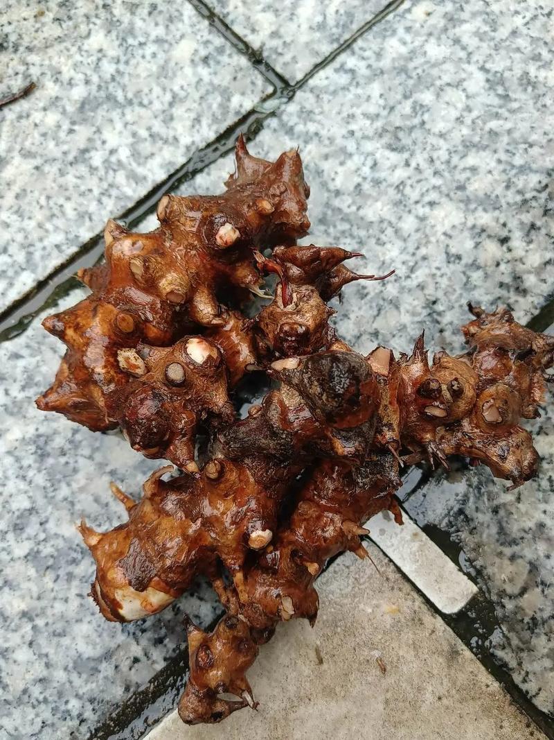 金刚藤根大量供应
