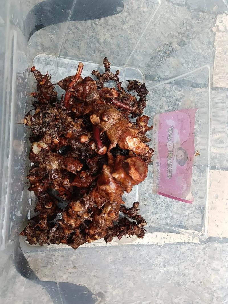 金刚藤根大量供应