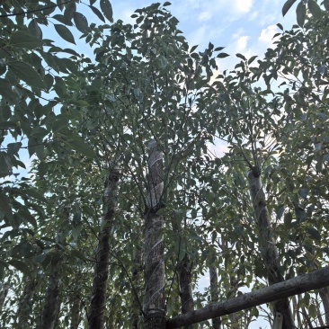 香樟樟树