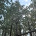 香樟樟树