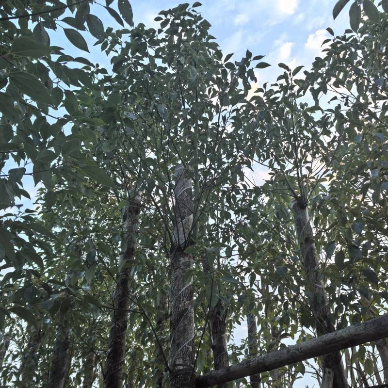 香樟樟树