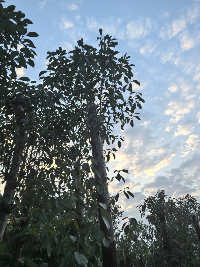 香樟樟树