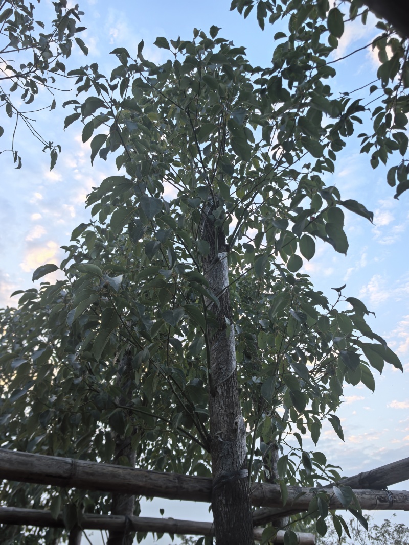 香樟樟树