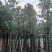 香樟樟树