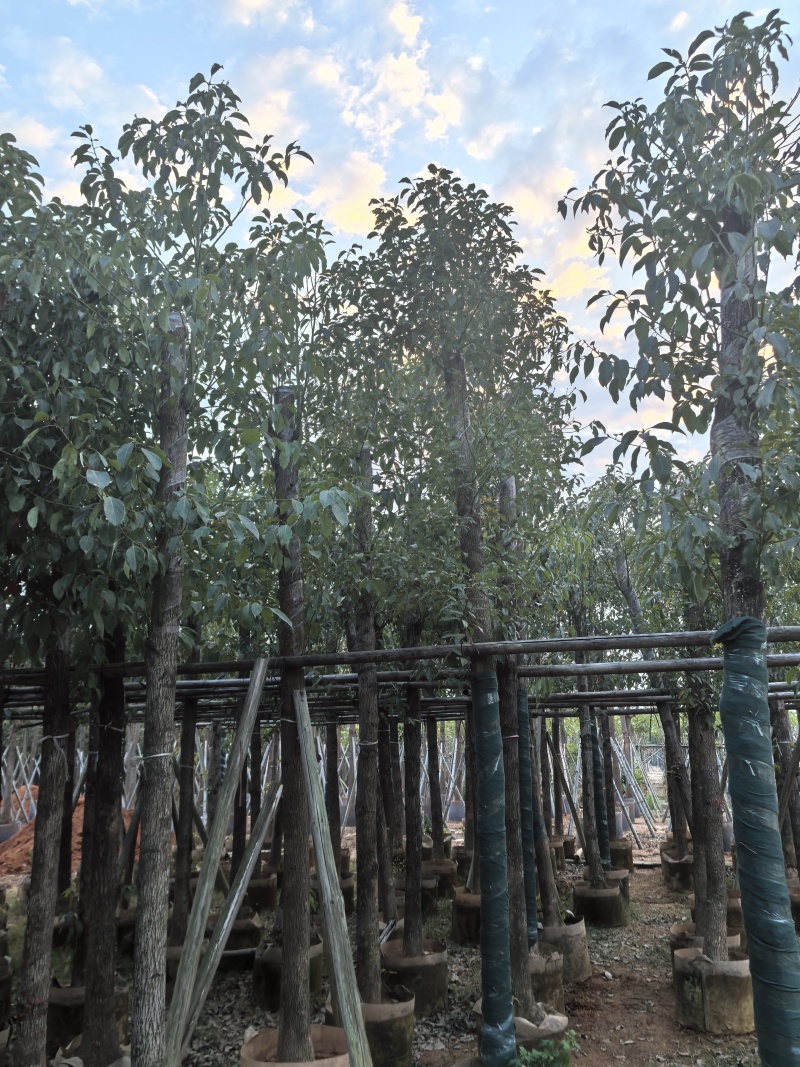 香樟樟树