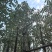 香樟樟树