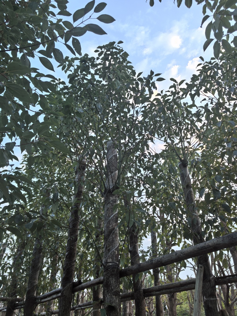 香樟樟树